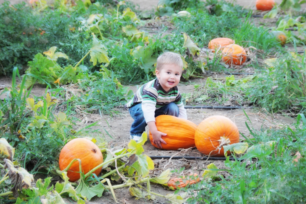 Ford Family Photos Pumpkin Patch Kids Live Oak Canyon Pumpkin Patch