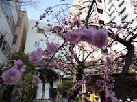 大阪天満宮　星合池の梅