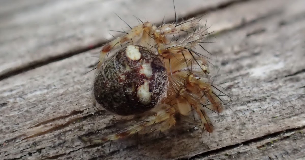 The Lyons Share Watch a spider shed its skin under the microscope!