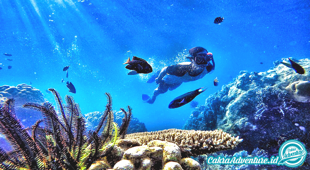 snorkeling kegiatan populer di pulau harapan wisata pulau harapan