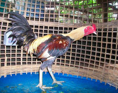 82+ Gambar Ayam Filipin Silangan Bangkok Paling Keren 82+ Gambar Ayam Filipin Silangan Bangkok Paling Keren
