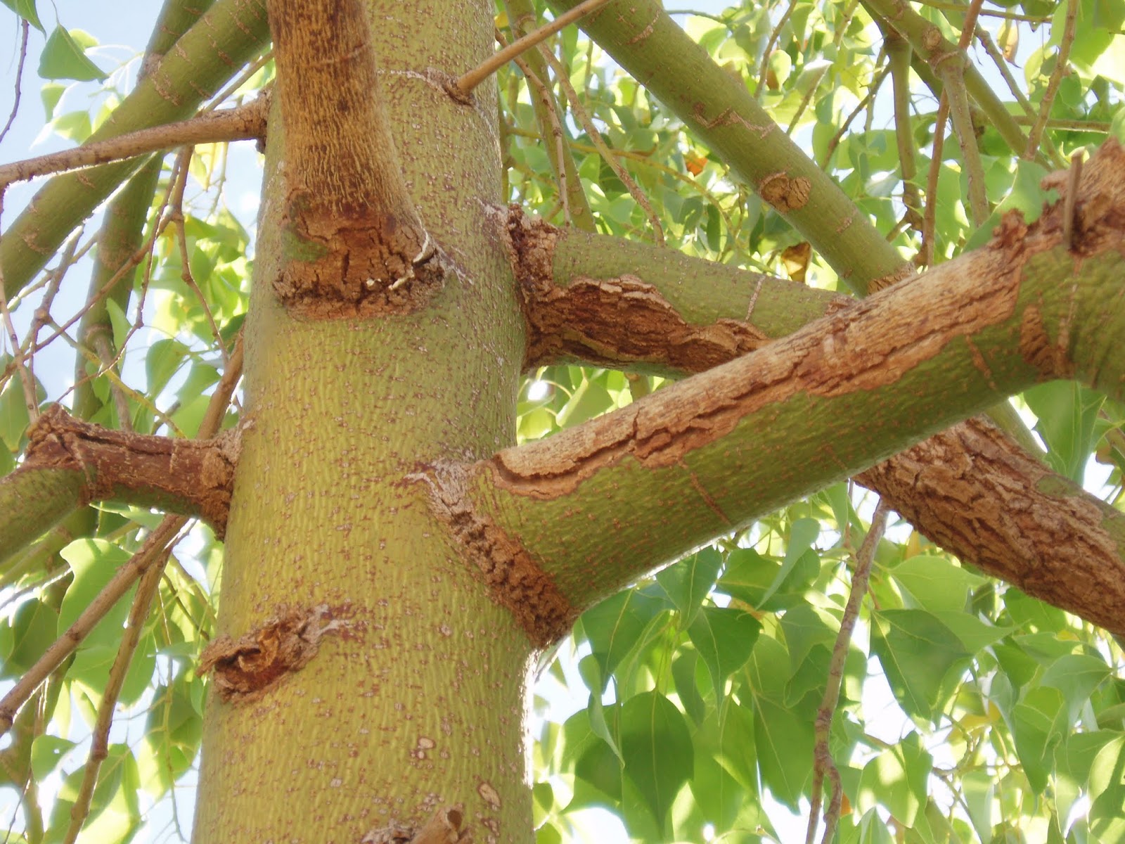 Xtremehorticulture of the Desert Problems With Bottle Trees Growing in