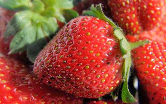 Strawberry in munnar, where to by strawberry in munnar, strawberry unit in munnar, strawberry factory in munnar, strawberry outlets in munnar, munnar strawberry plantations, strawberry plantations in munnar, strawberry cultivation in munnar