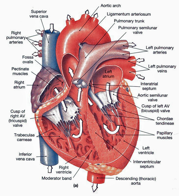 cardiovascular-system-related-multiple-choice-questions-and-answers-nursing-exam-paper