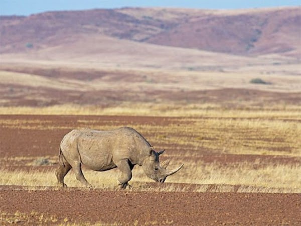 Rinoceronte embiste y hiere a cazador furtivo en Namibia Rinoceronte embiste y hiere a cazador furtivo en Namibia