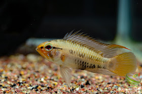 Apistogramma hongsloi