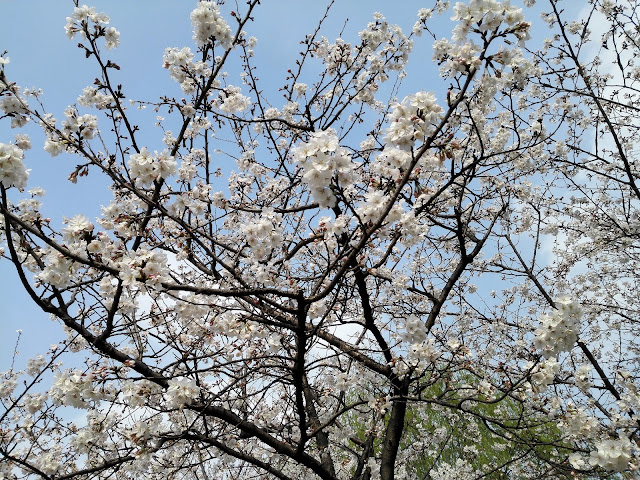 満開の桜２
