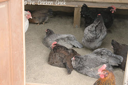chicken coop space chickens chick square adding run inside rule footage maximizing per sand feet many bedding bird outside flock