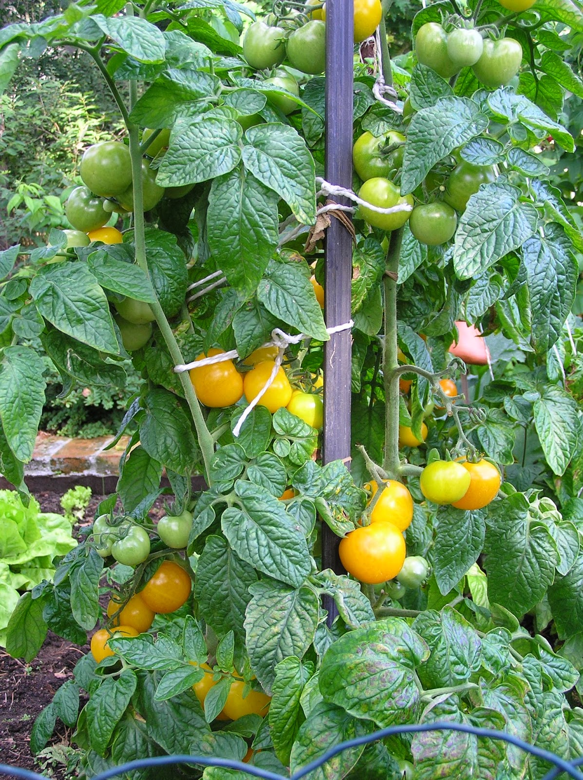 uprawa żółtych pomidorów