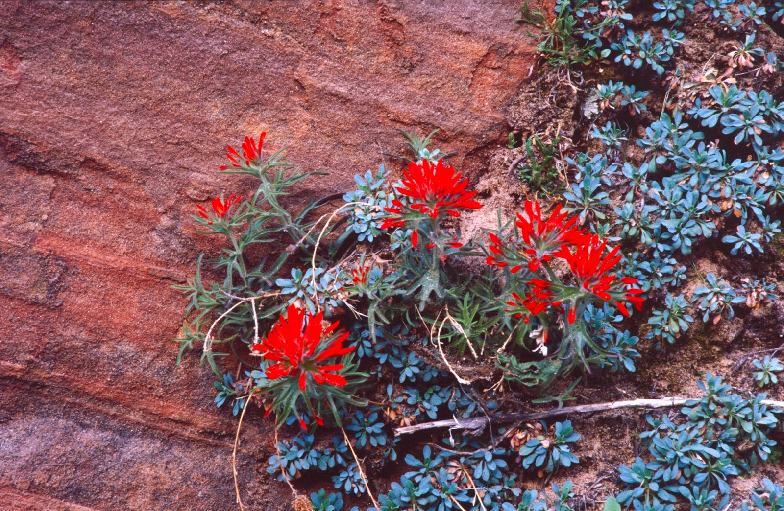 The Old Cowboy and Photography Wildflowers of Zion National Park