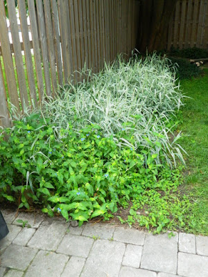 Upper Beaches Toronto backyard cleanup before by Paul Jung Gardening Services Upper Beaches Toronto backyard cleanup before by Paul Jung Gardening Services