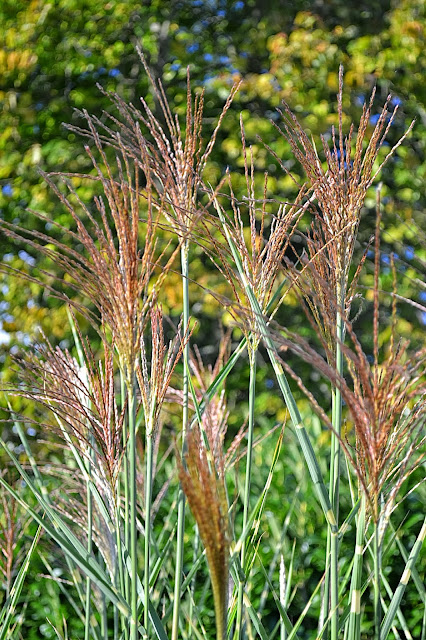 The Outlaw Gardener: Zebra Grass - Fewer Words Wednesday