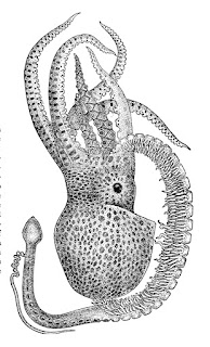 Erişkin erkek Tremoctopus violaceus türü ahtapot hektokotil ile tasvir edilmiştir.