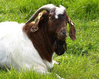 https://www.goatfarming.ooo/2018/07/symptoms-of-stomach-worm-in-goats.html