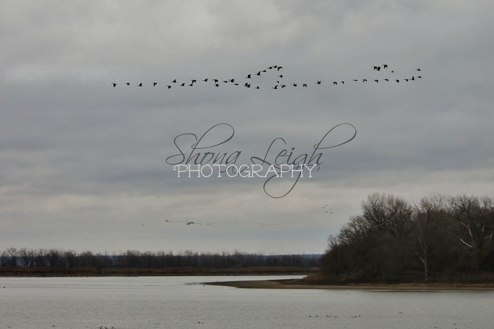 flocks of geese flocks of geese