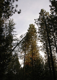 Towering trees in the Sierras, near Fish Camp