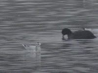 Little Gull Little Gull