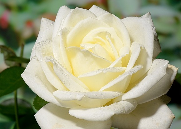 Polarstern rose сорт розы фото  