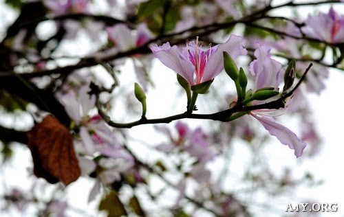 Hình ảnh hoa ban trắng, tím đẹp tuyệt vời Hình ảnh hoa ban trắng, tím đẹp tuyệt vời