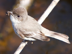 flycatcher friendly bird eastern phoebe michigan birds