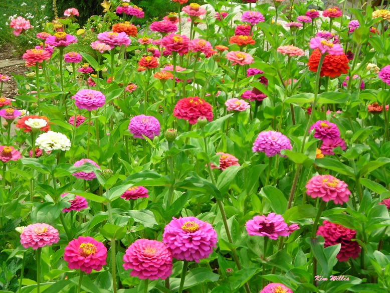 Gardening Granny's Gardening Pages Zinnias