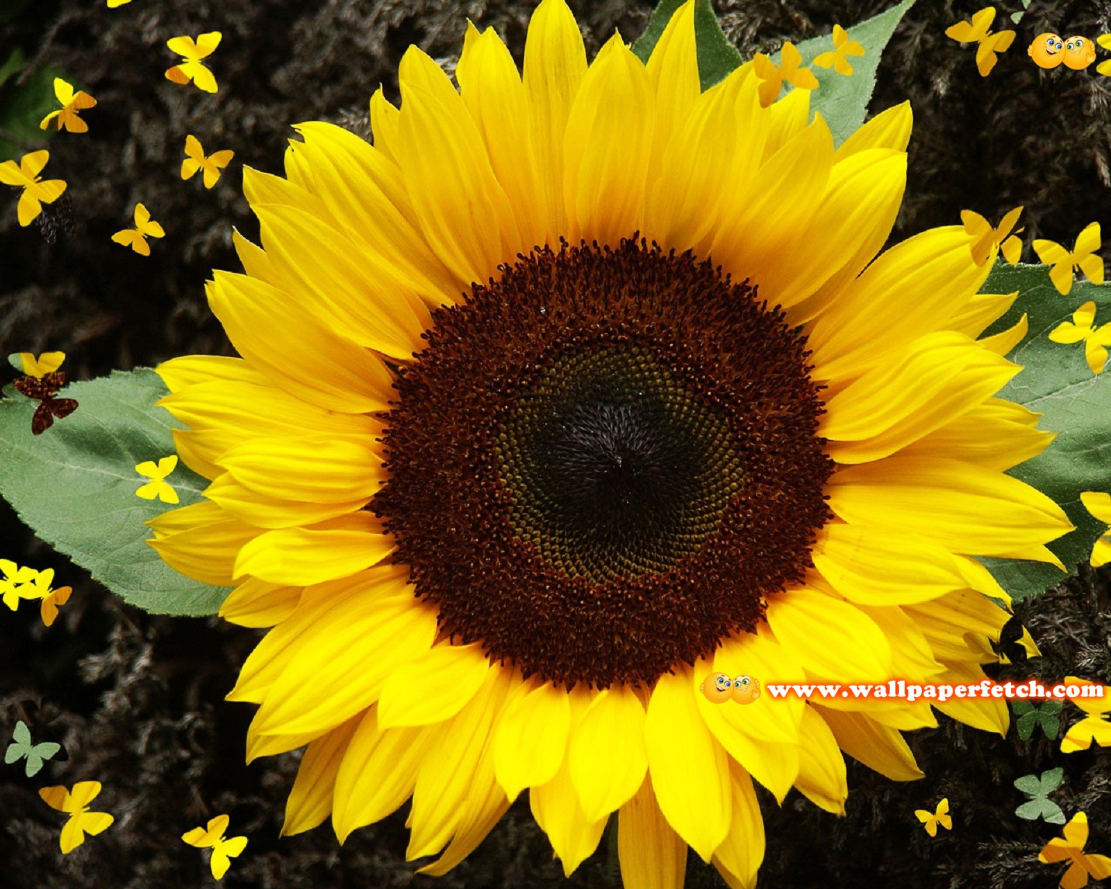 The Wallpapers UK: 40 Beautiful Sun Flower HD Wallpapers