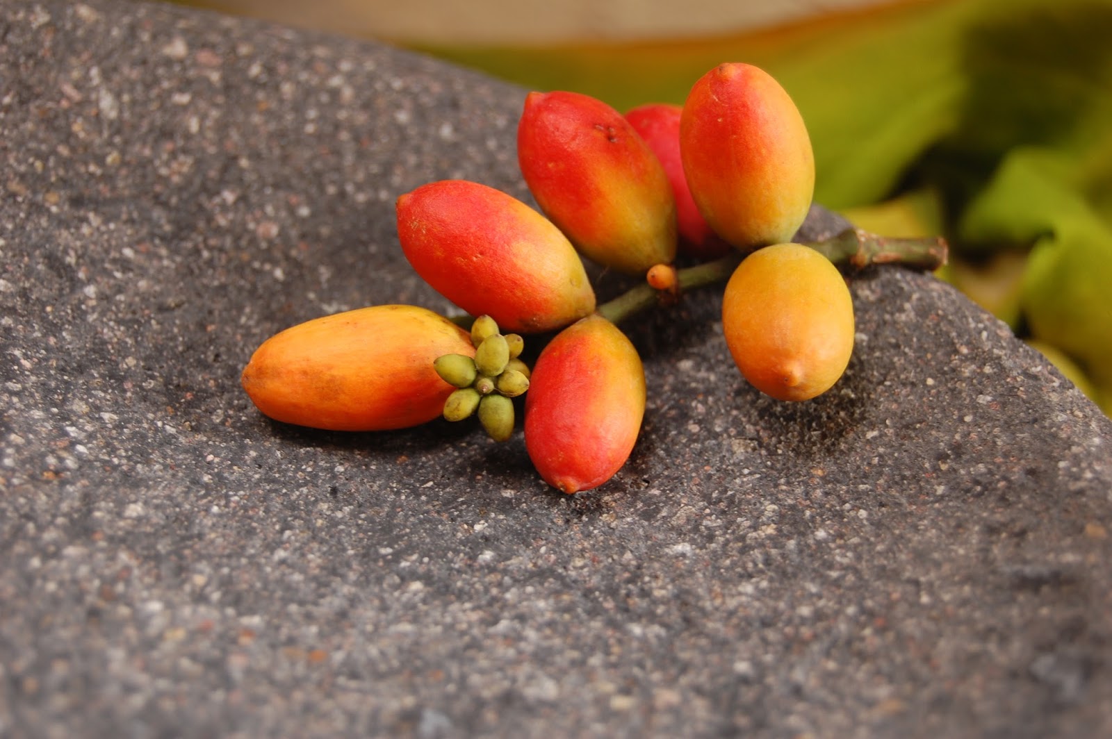 Klasifikasi Tumbuhan Ganggang, Lumut, Paku, dan Berbiji