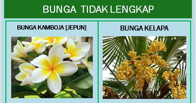 Menakjubkan 30+ Gambar Bunga Sepatu Dan Ciri Cirinya