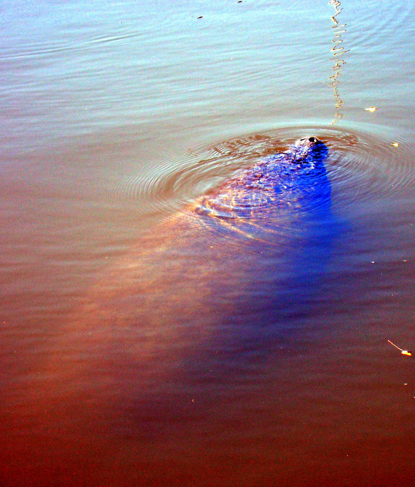 Pine Island, Florida: Manatees move in from off shore on Pine Island