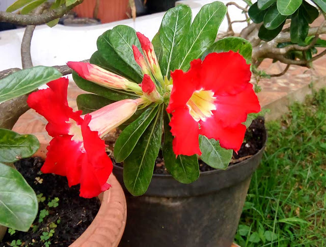 Red Adenium Blooms