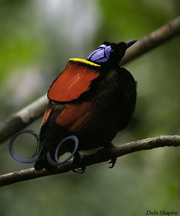 Nature Green Bird Of Paradise
