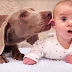 Dogs Wait 9 Long Months To Meet Their New Baby Brother – Now That He’s Here They’re Melting Hearts Everywhere