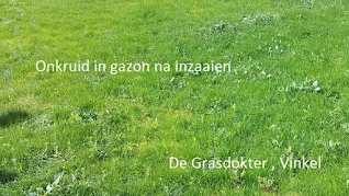 gazon met onkruid