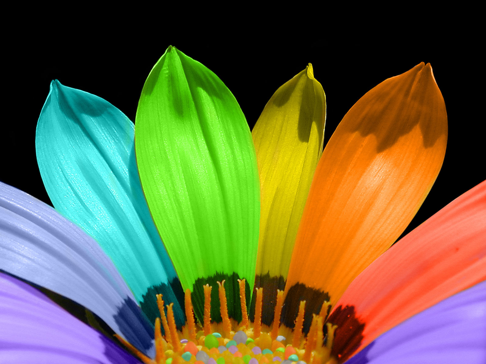 Rainbow Flowers