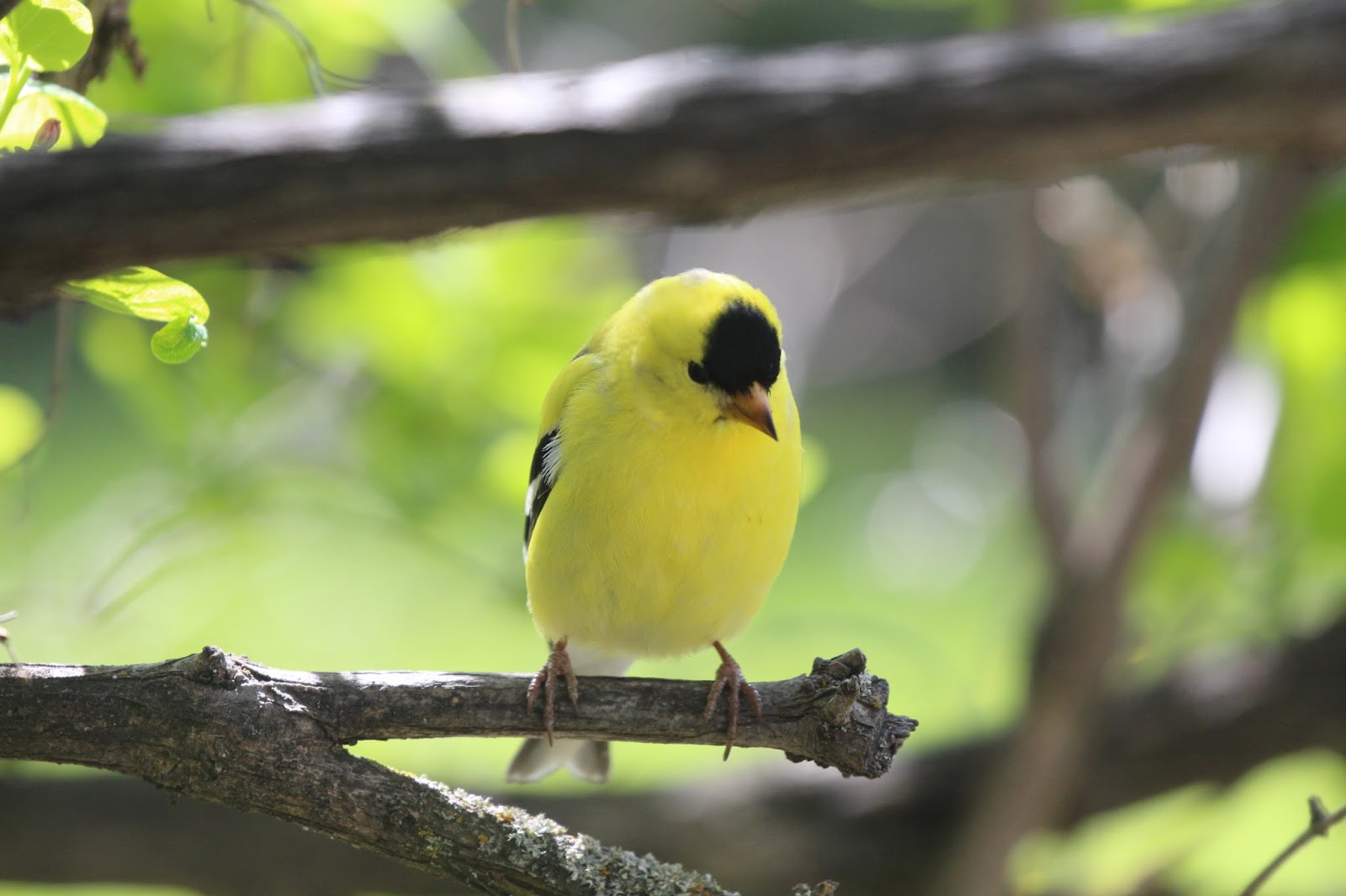 Chris Siddle Okanagan Birder Birds Of Vernon And The North Okanagan Birds Around Feeders