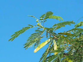 Leucaena leucocphala tree in blue skies, seed, pods