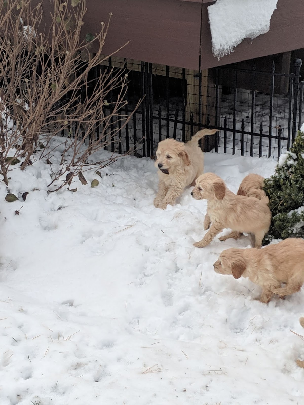 Cutegoldendoodles Com Our Mommy Dogs