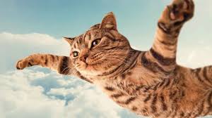 Flying Cats Versi Inggris
