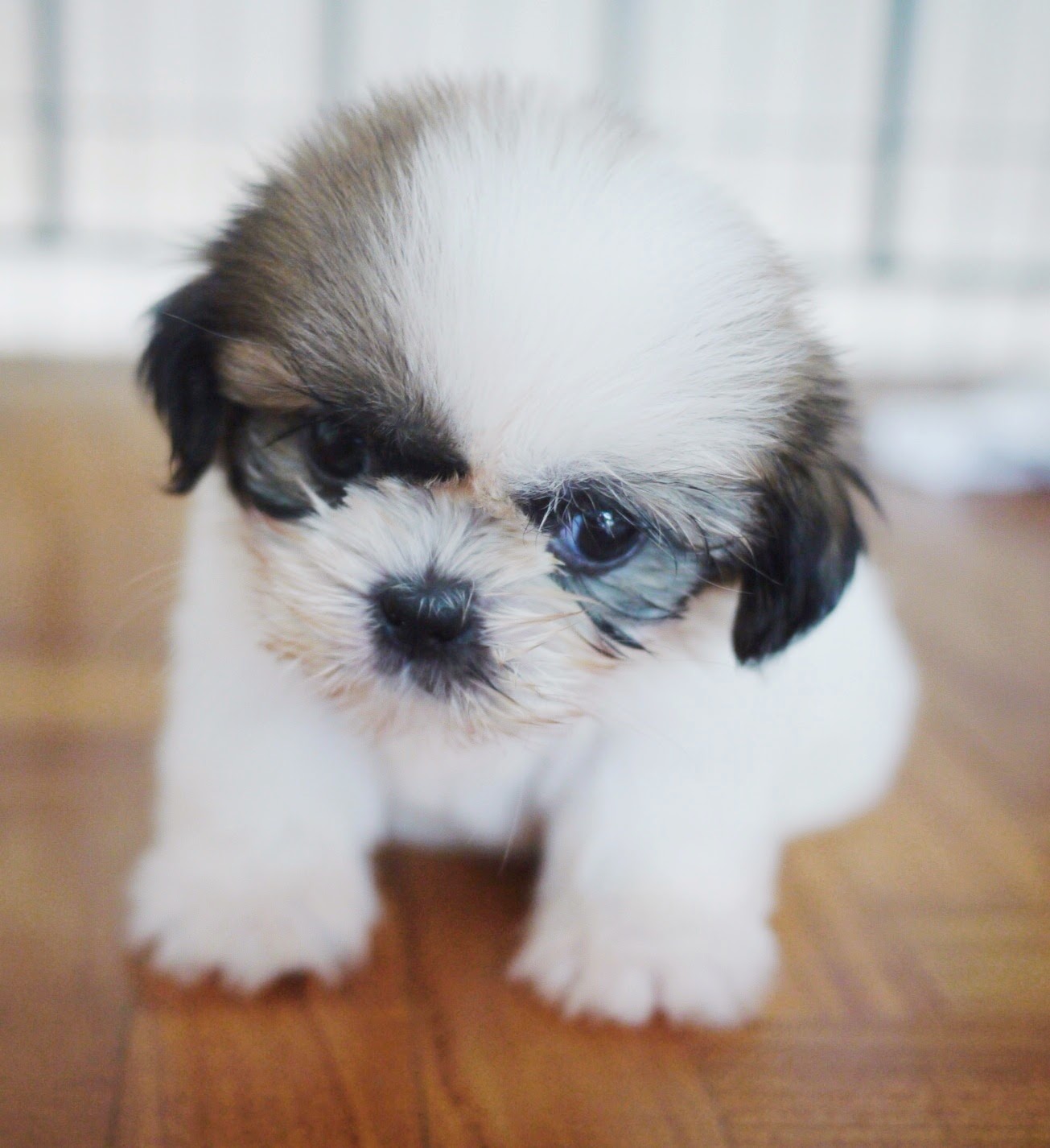 Albums 99+ Wallpaper Cute Baby Puppy Pictures Updated
