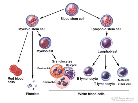 hematolimfogenesis eritrosit leukosit trombosit