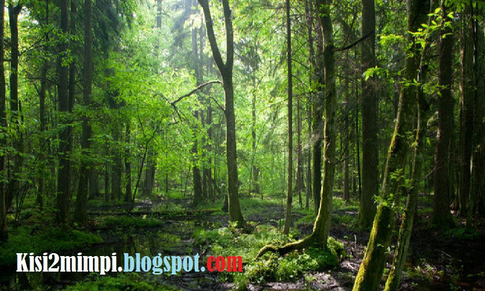 Mimpi Hutan Menurut Erek Erek 4d 3d 2d Mimpi Hutan Menurut Erek Erek 4d 3d 2d