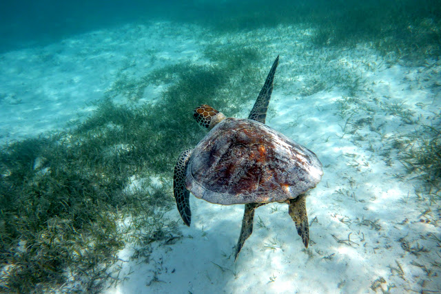 2016090107nouvelleCaledonie.JPG