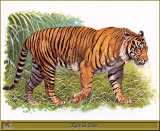 Funny Pictures Gallery: Javan tiger, javan tigers, java tiger, javan