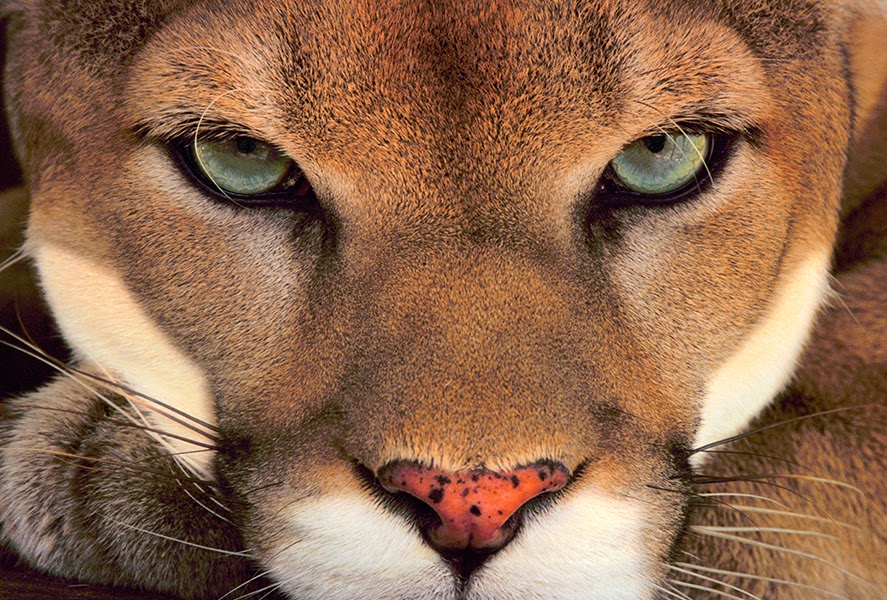 FELINOMANIA Y FELINOLOGIA: enero 2015