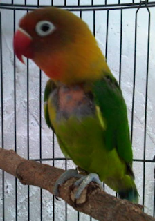 Cara Mengatasi Burung Lovebird Ciak Bulu Cabut Bulu Kicau Burung