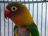 Cara Mengatasi Burung Lovebird Ciak Bulu (Cabut Bulu) Cara Mengatasi Burung Lovebird Ciak Bulu (Cabut Bulu)