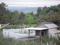 coop chicken cod cape marash canal horizon door