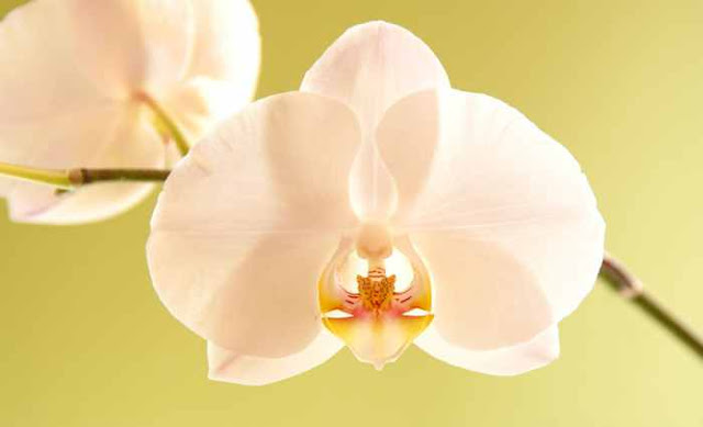 Orquídea phalaenopsis 2 Orquídea phalaenopsis 2
