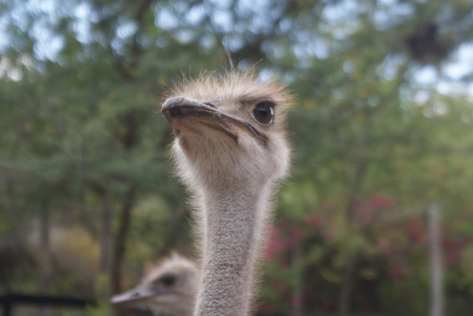 Grondpad Dromers Groot Voël Paradys Cango Volstruis Plaas, Oudtshoorn