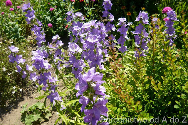 Dzwonek brzoskwiniolistny Campanula persicifolia